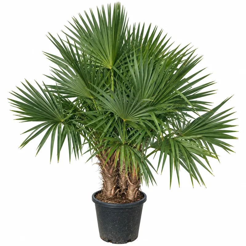 Chamaerops exelsa 3Stems 160-180cm