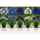 Agapanthus Hybrid Mix - Assorted Colors 50-60cm