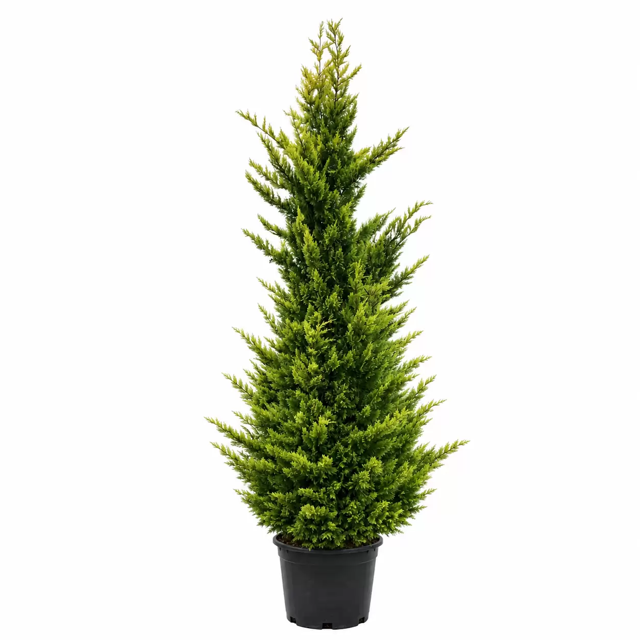 Cupressocyparis leylandii 'Gold Rider' 300-320cm