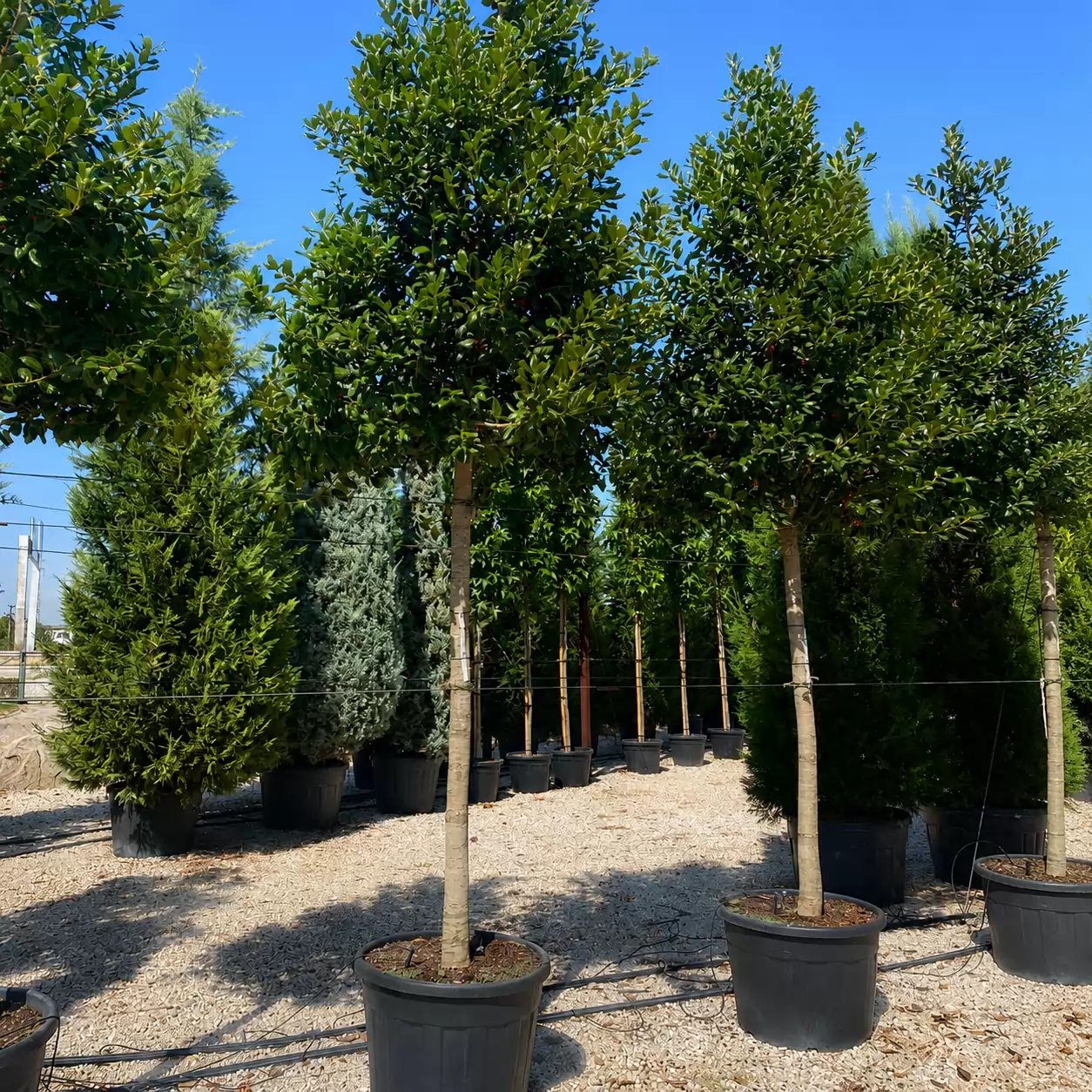 Илекс Стъбло 220см, Об. 20-25см / Ilex x 'Nellie R. Stevens'