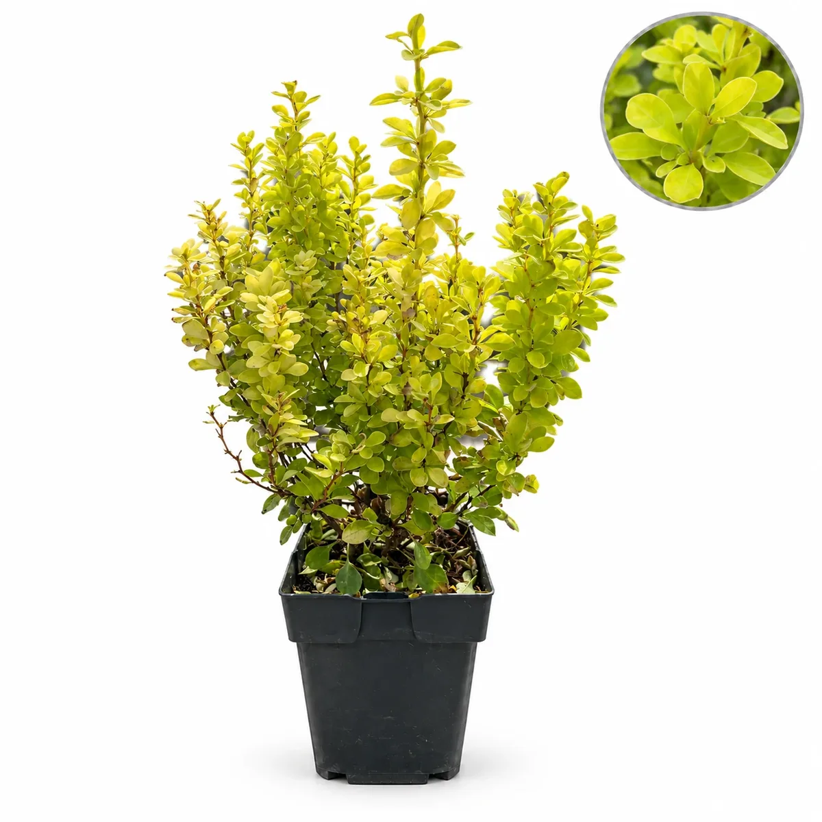 Берберис 25-30см / Berberis thunbergii 'Maria'