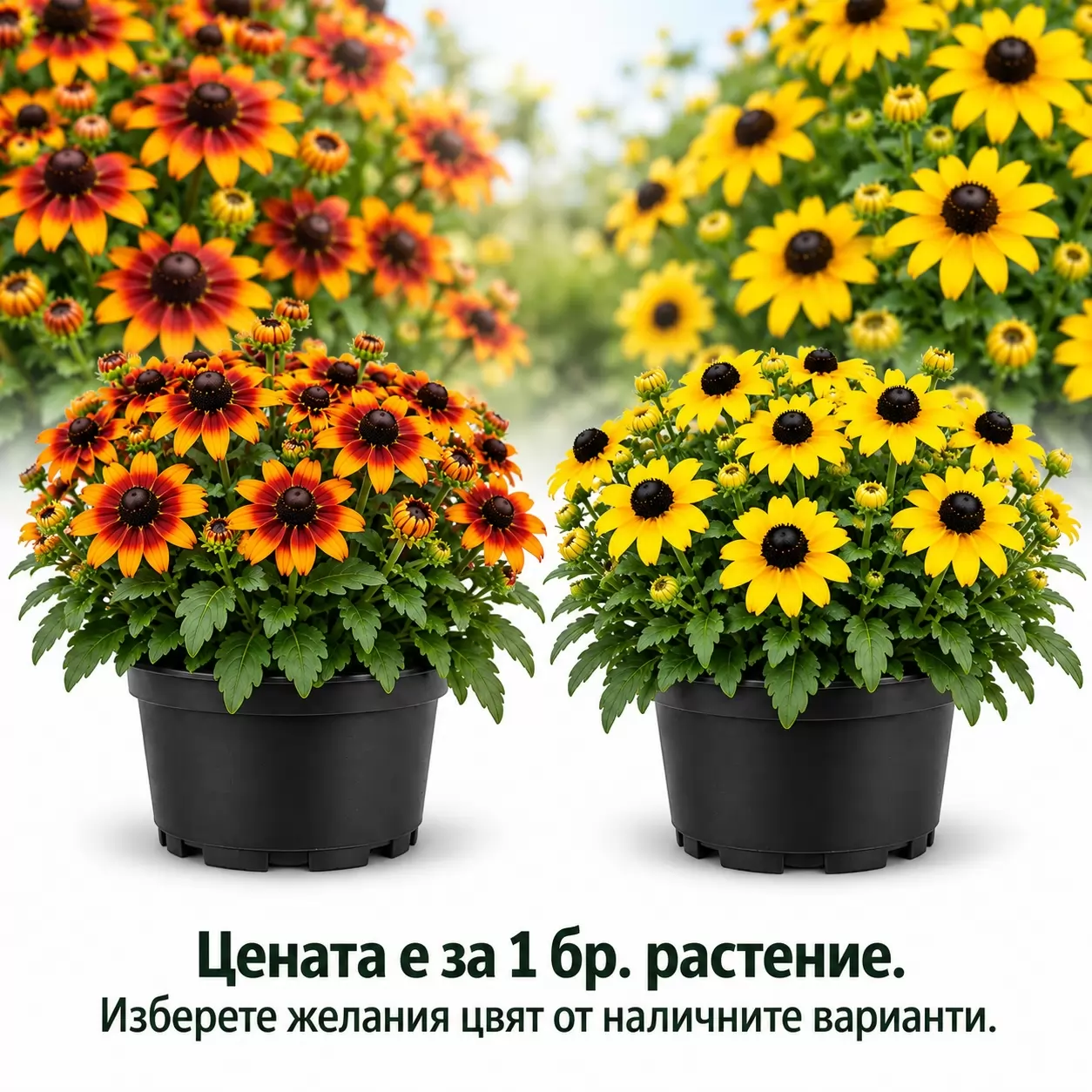 Рудбекия 20-30см / Rudbekia fulgida