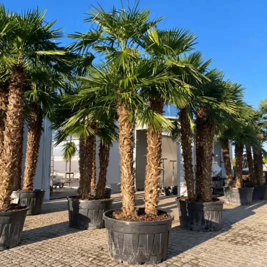Chamaerops exelsa Multistems 300-350cm