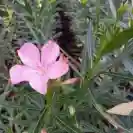 Зокум 40-60см, различни цветове / Nerium oleander