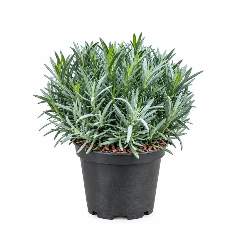 Лавандула  'Phenomenal' Топка 20-25 см / Lavandula × intermedia 'Phenomenal' Poll