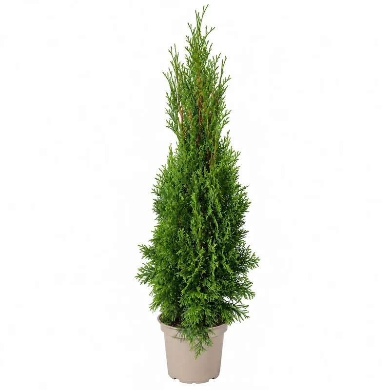 Туя западна Смарагд 70-90см / Thuja occidentalis 'Smaragd'