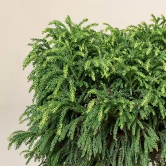 Cryptomeria japonica 'Little Diamond' Stem50cm, Crown 30-35cm