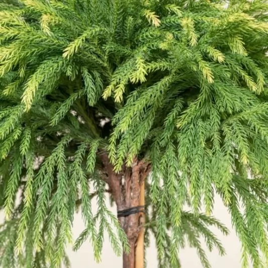 Cryptomeria japonica 'Little Diamond' Stem50cm, Crown 30-35cm