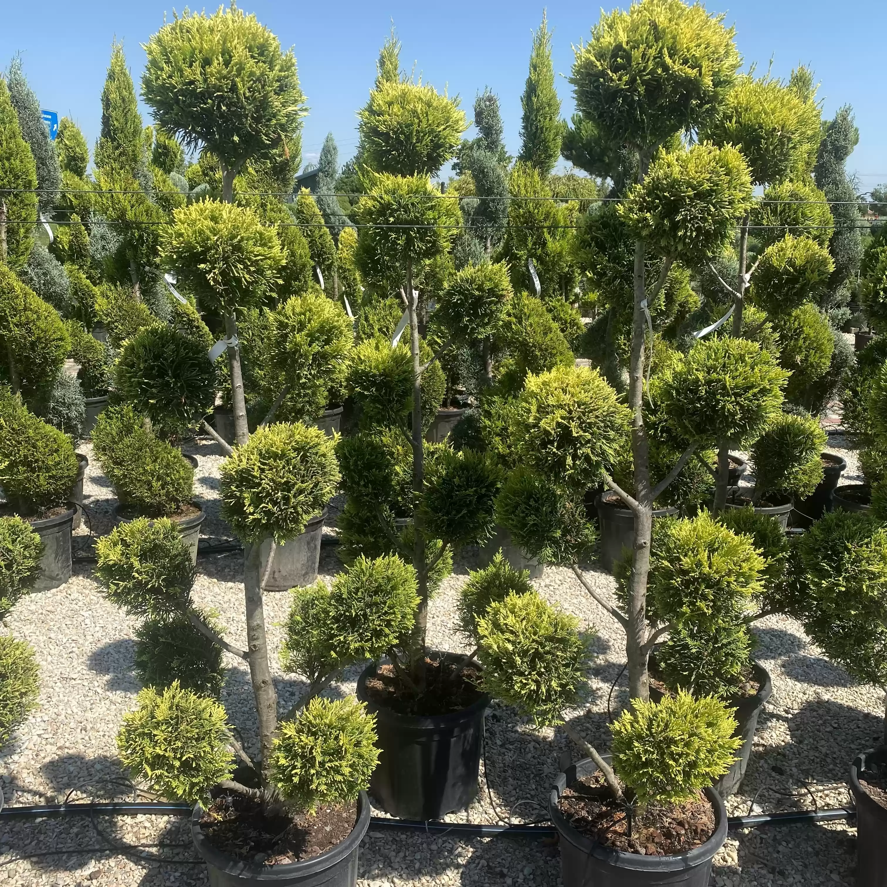 Cupressocyparis leylandii 'Gold Rider' Pon Pon 90-100cm