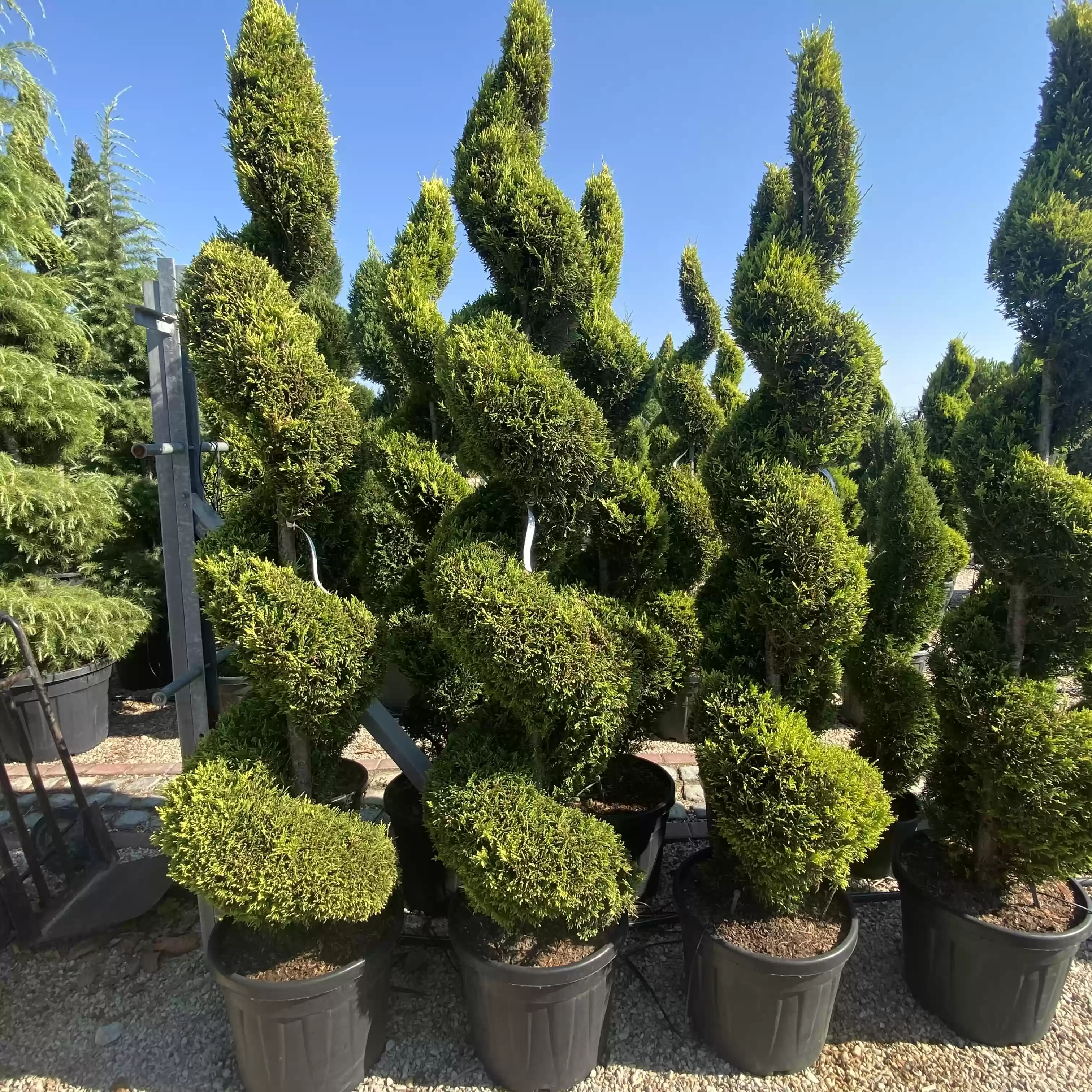 Cupressocyparis leylandii 'Gold Rider' Spiral 200-220cm
