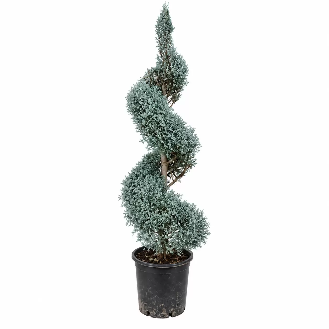 Cupressus arizonica 'Fastigiata' Spiral 130cm