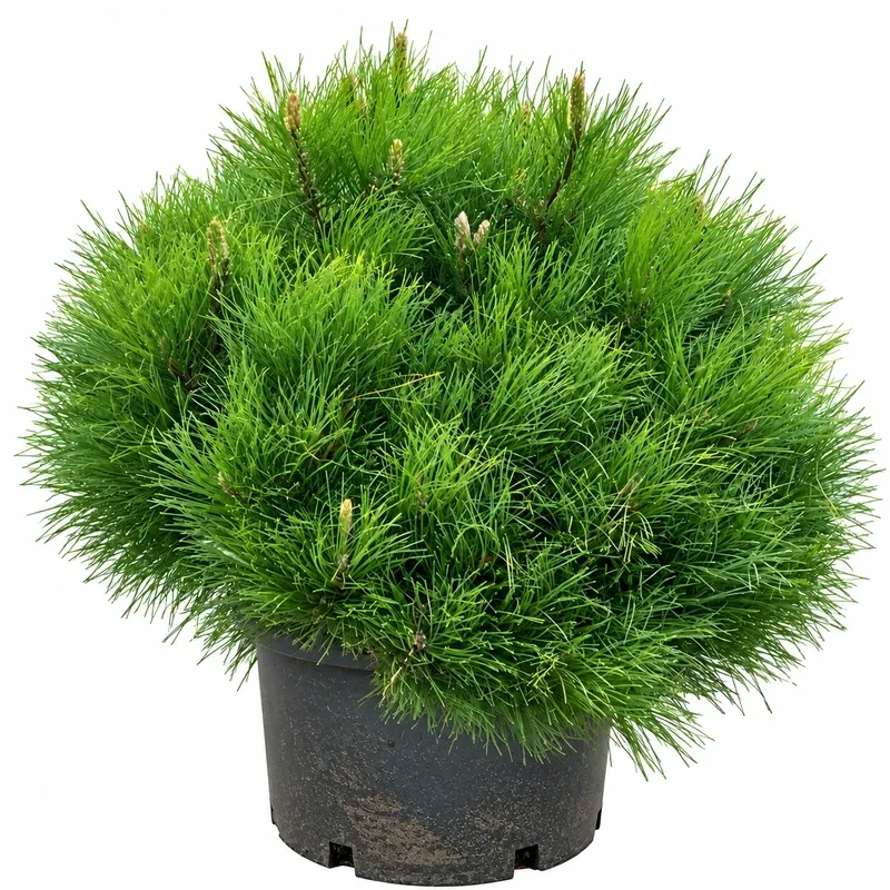 Pinus nigra 'Marie Bregeon' 60-70cm