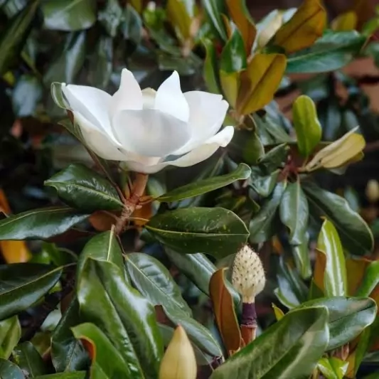 Magnolia grandiflora 'Little Gem' Stem 100cm, Girth 6-8cm