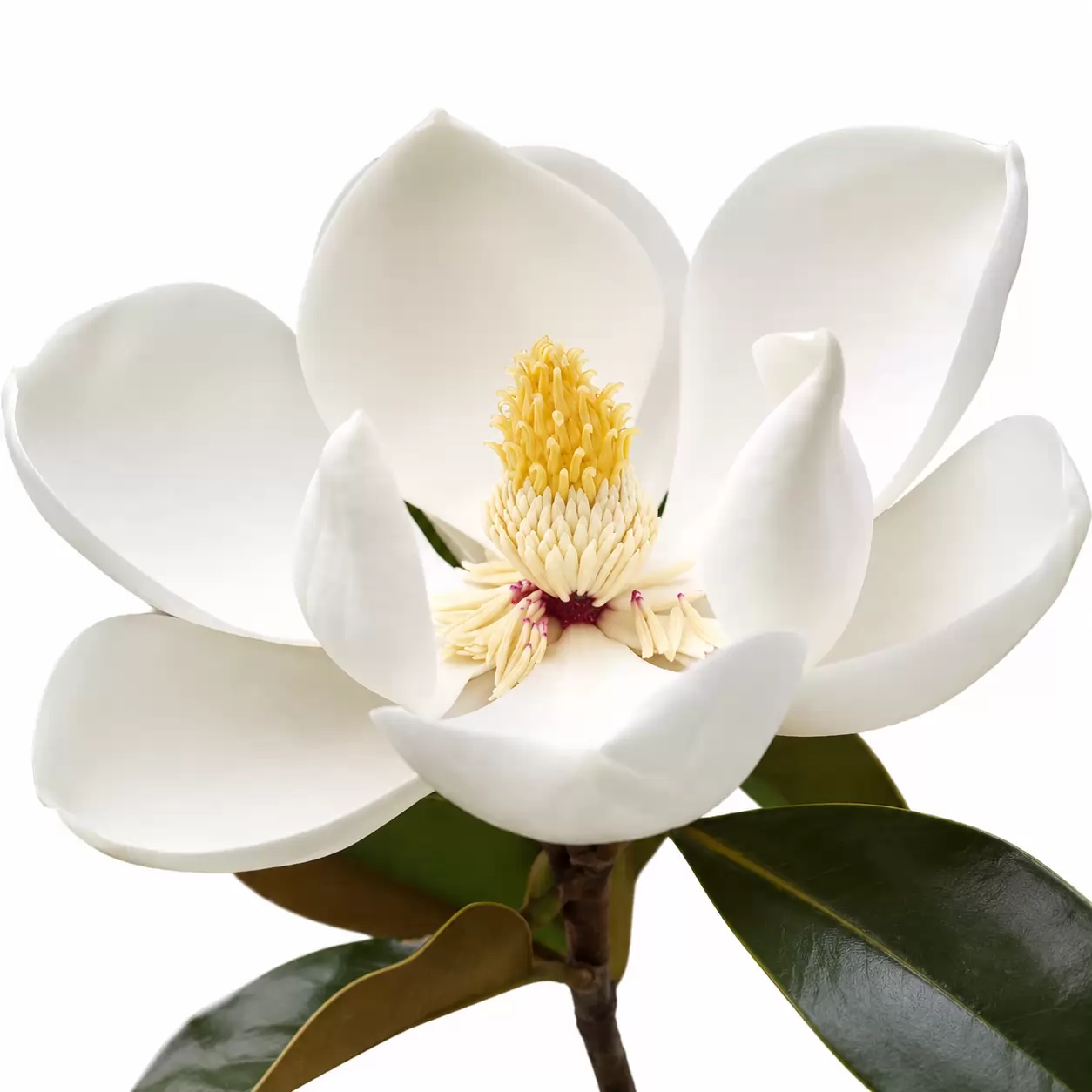 Магнолия едроцветна Стъбло 100см, Об. 6-8см / Magnolia grandiflora 'Little Gem'