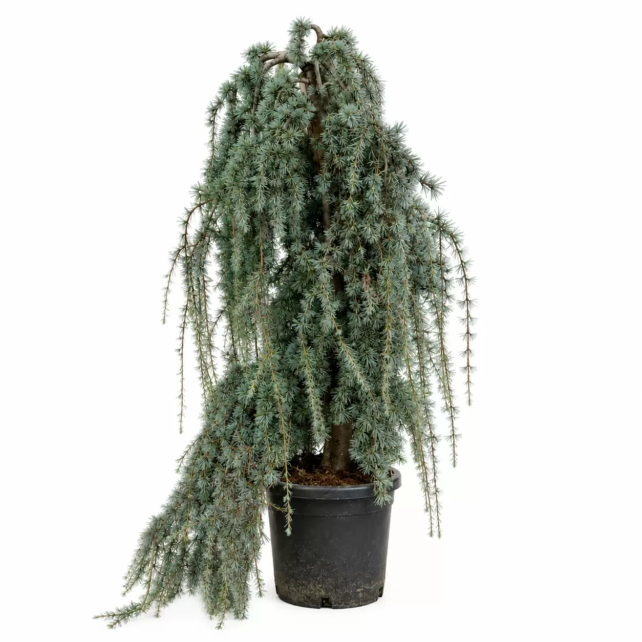 Ливански кедър Плачущ 80-100см / Cedrus libani 'Glauca Pendula'