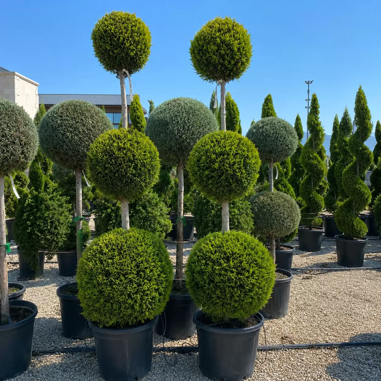 Cupressocyparis leylandii 'Gold Rider' 3Ball 200cm