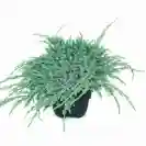 Juniperus squamata 'Blue Carpet' 20-25cm