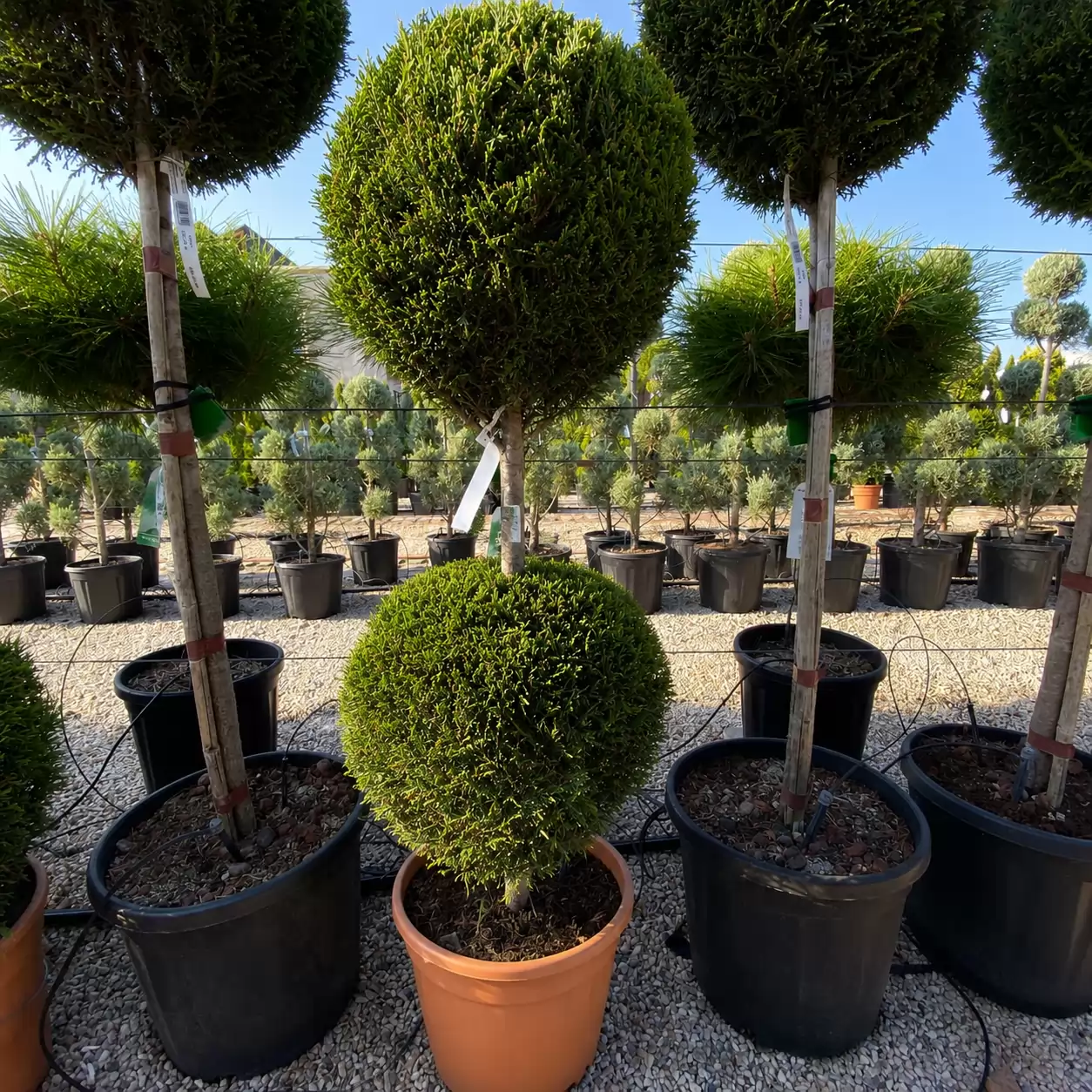 Кипарис лейланди Ауреа Две топки 150см / Cupressocyparis leylandii 'Aurea' 2Poll