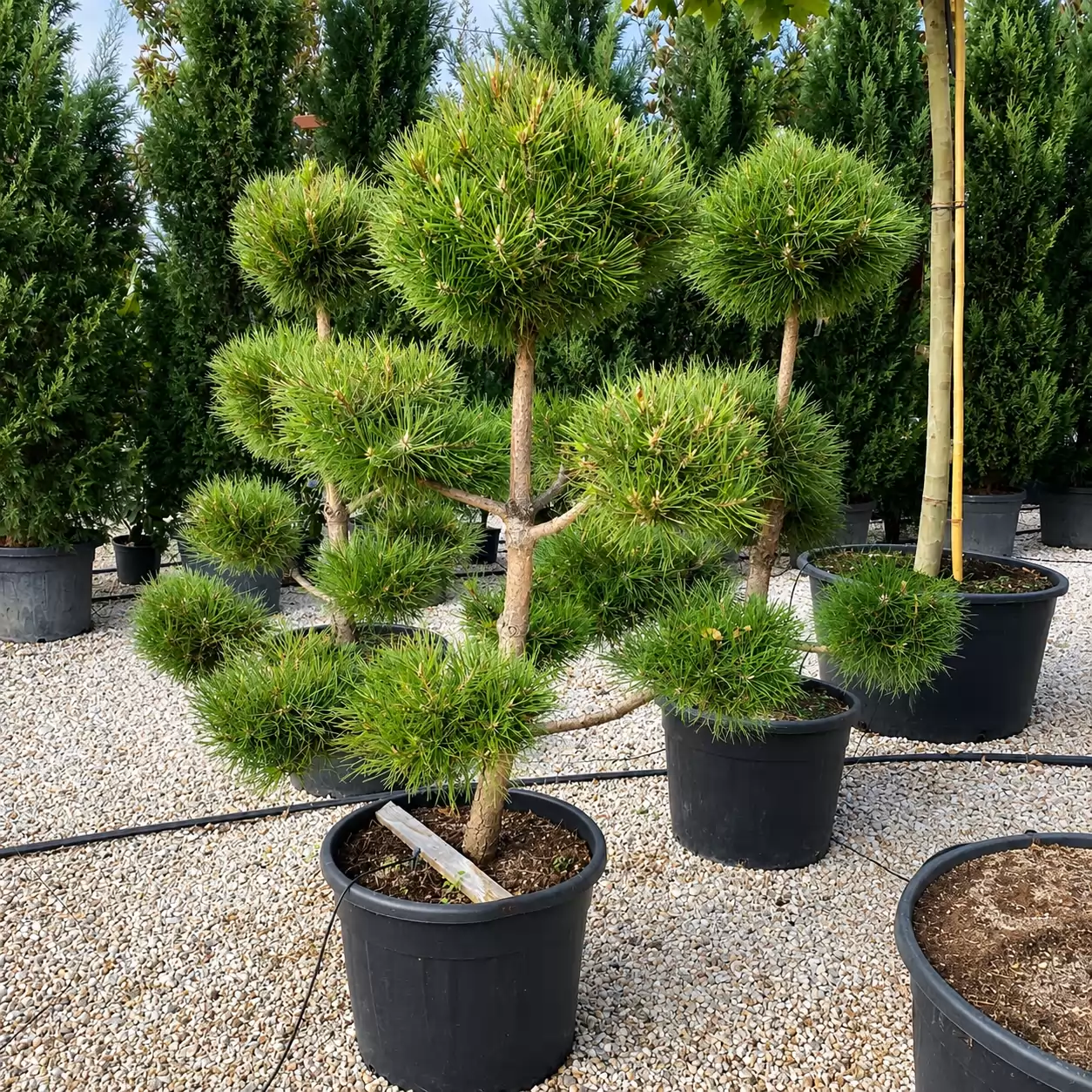 Черен бор Бонсай 140-150см / Pinus nigra Bonsai