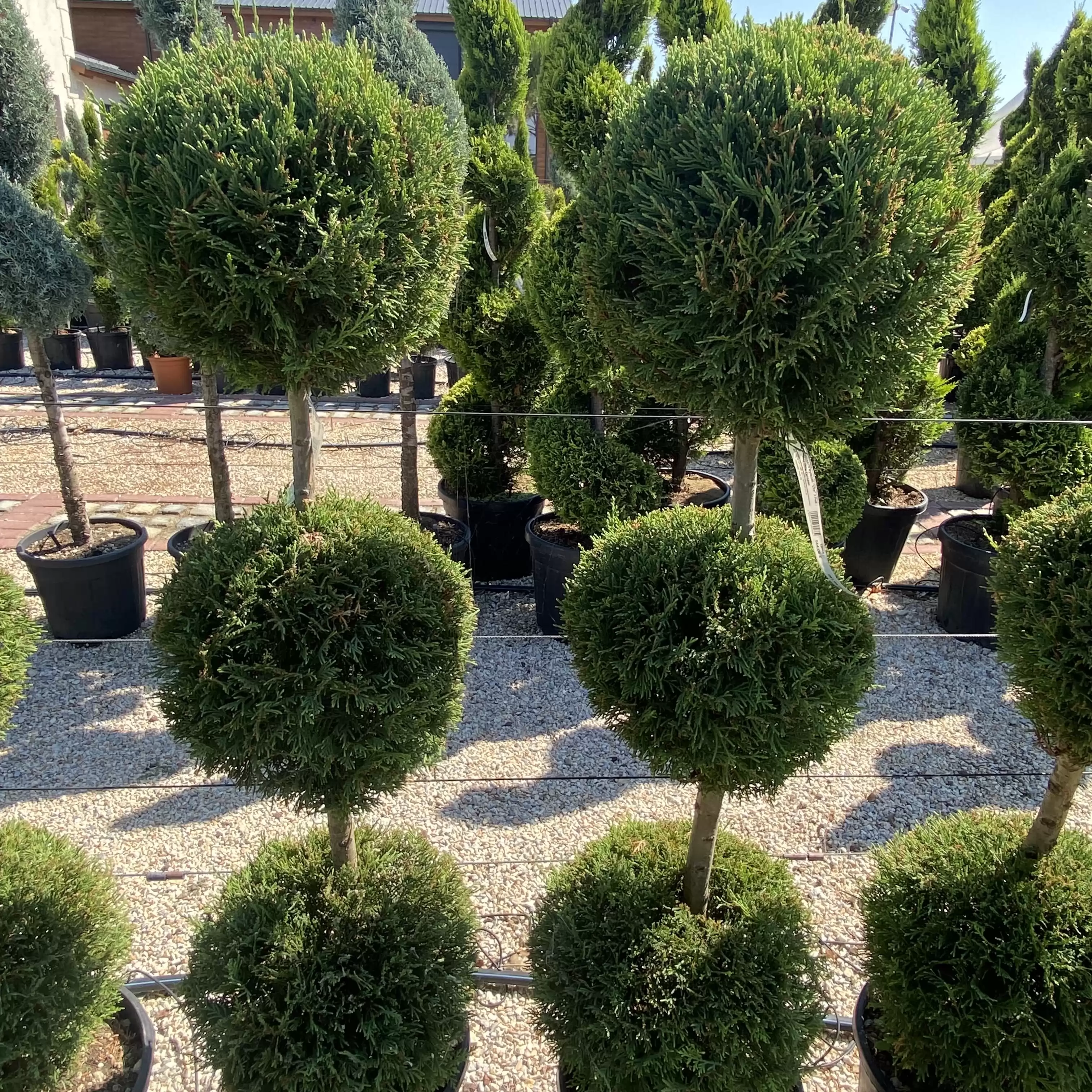 Кипарис лейланди Вито Tри Топки 130см / Cupressocyparis leylandii 'Vito' 3Poll