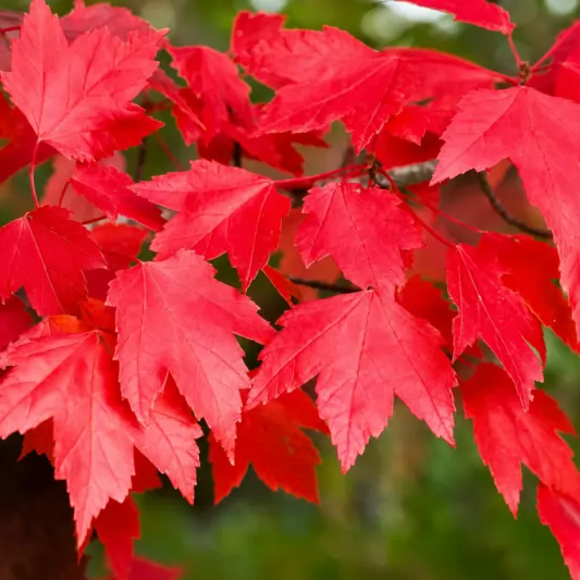 Канадски клен 150-175см / Acer rubrum 'October Glory'