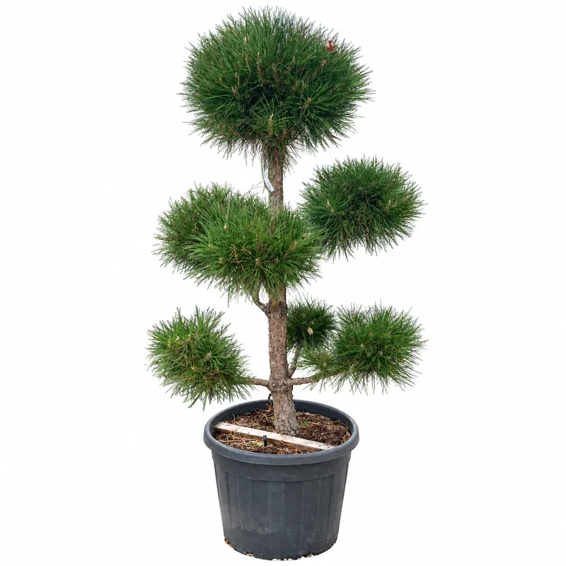 Pinus nigra Bonsai 160cm