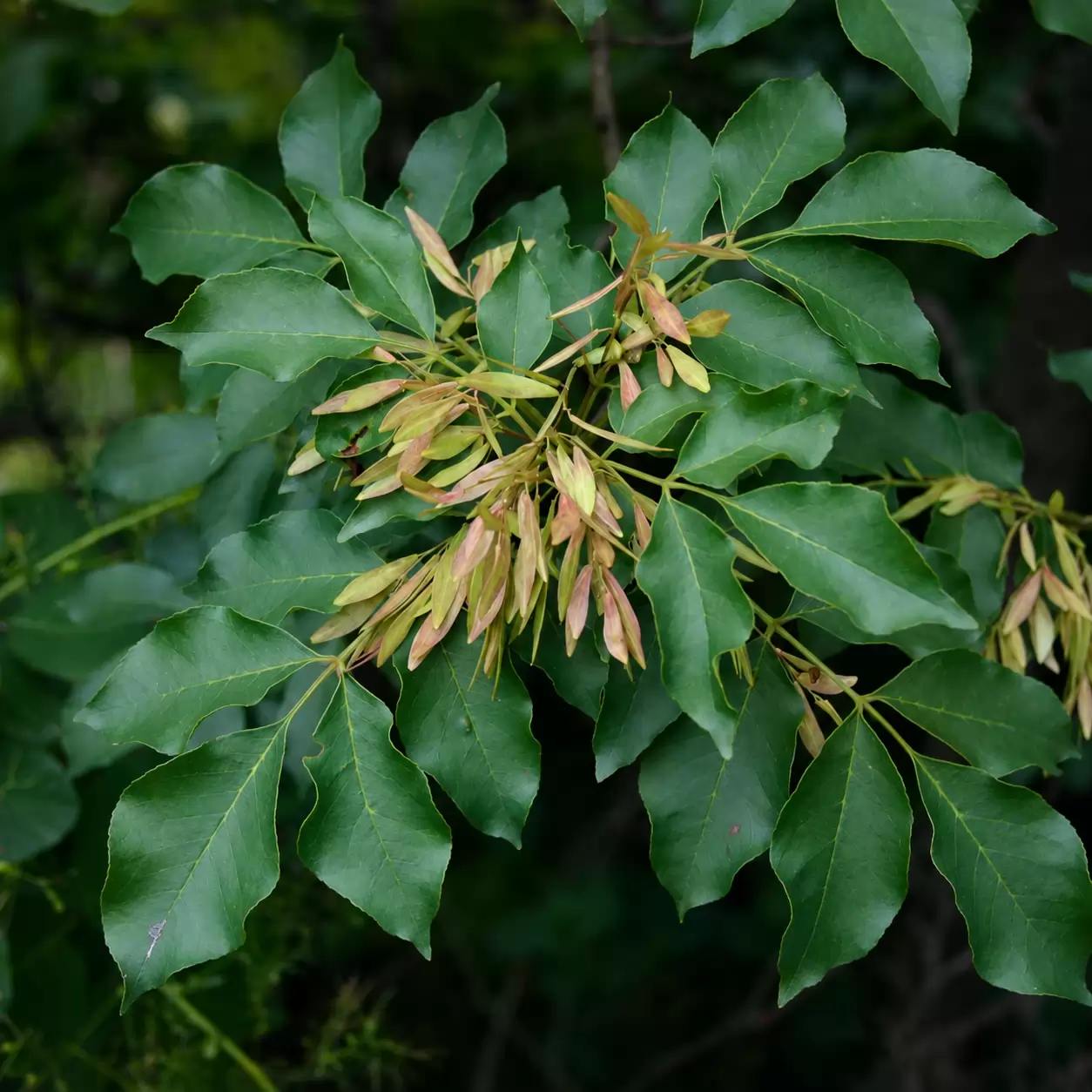 Мъждрян Об. 10-12см / Fraxinus ornus