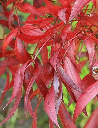 Полски ясен Об. 10-12см / Fraxinus angustifolia 'Raywood'