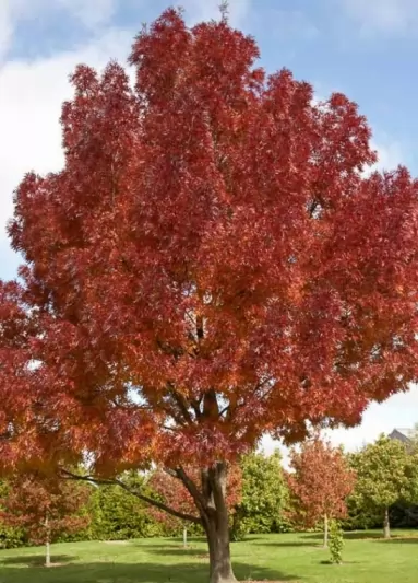 Полски ясен Об. 10-12см / Fraxinus angustifolia 'Raywood'