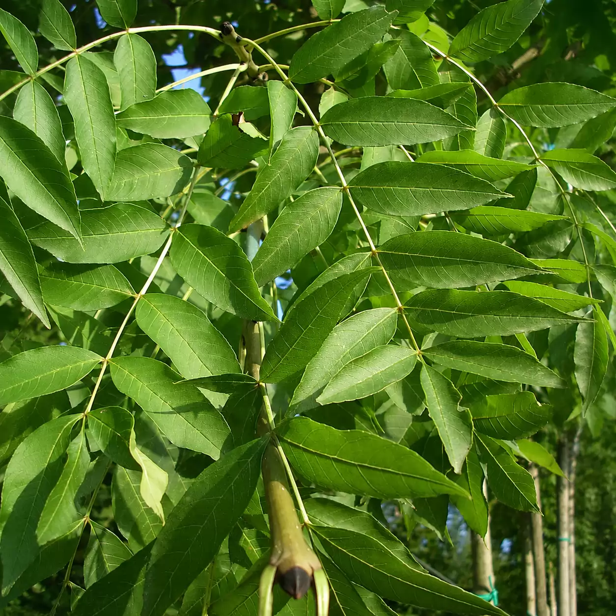 Полски ясен Об. 10-12см / Fraxinus angustifolia 'Raywood'