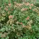 Абелия 30-40см / Abelia grandiflora