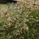 Абелия 30-40см / Abelia grandiflora