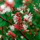 Абелия 30-40см / Abelia grandiflora