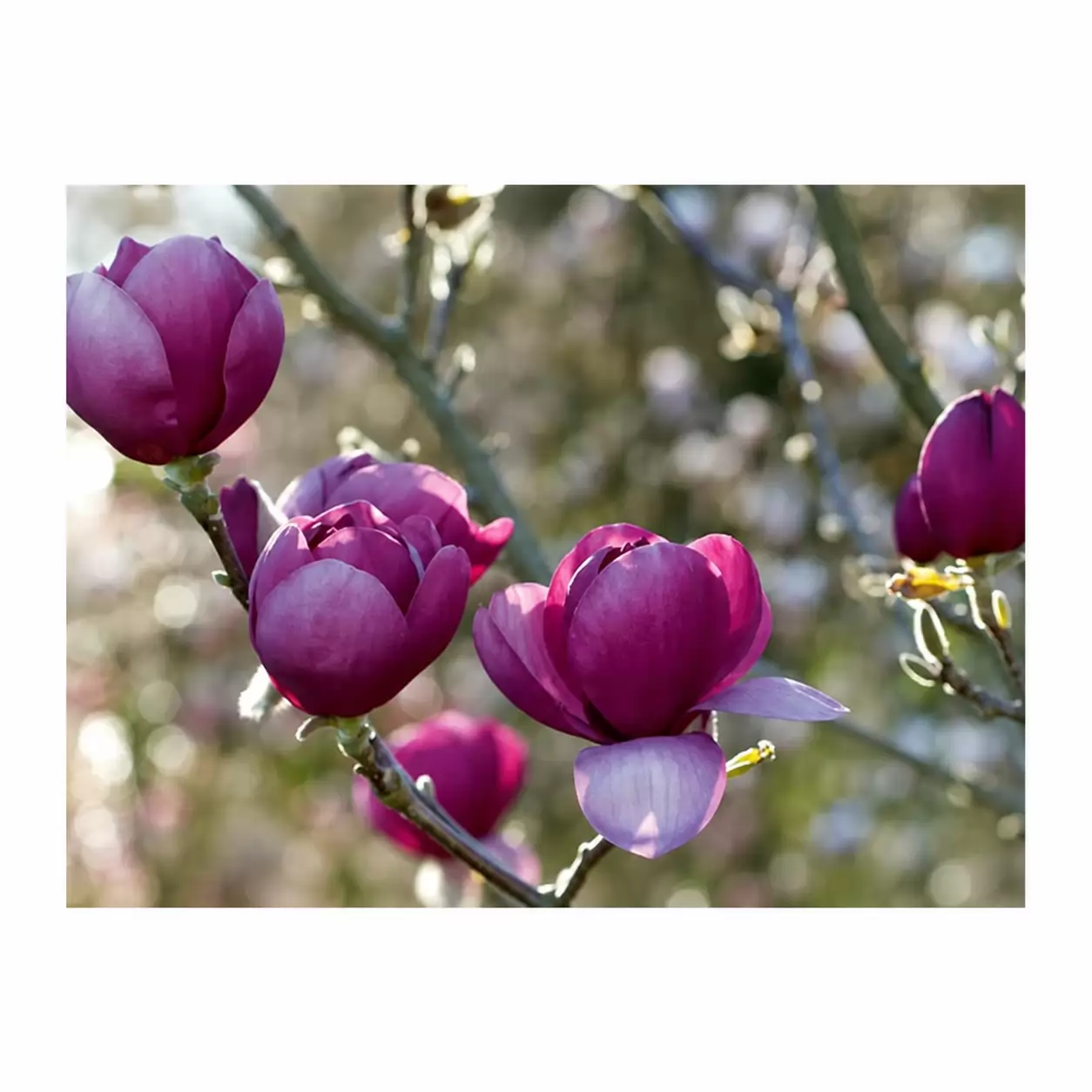 Магнолия 100-125см / Magnolia 'Black Tulip'