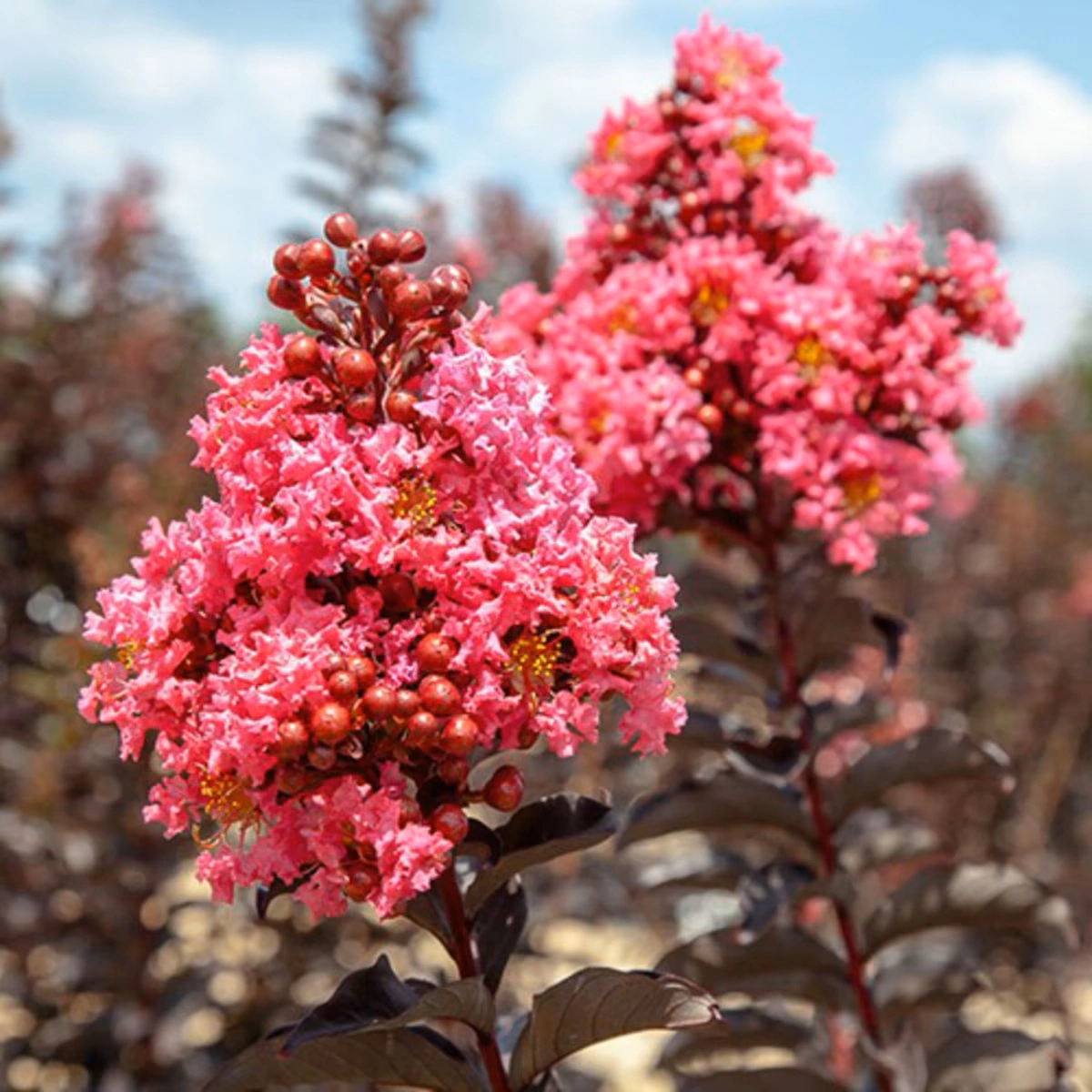 Lagerstroemia indica 'Black Diamond Shell Pink' Stem 100cm