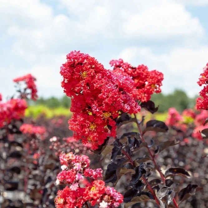 Индийски люляк Стъбло 100см / Lagerstroemia indica 'Black Diamond Red Hot'