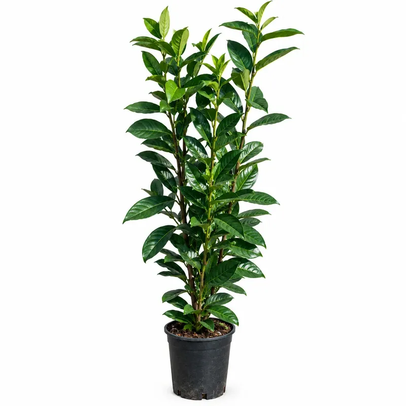 Prunus laurocerasus 'Novita' 150-175cm