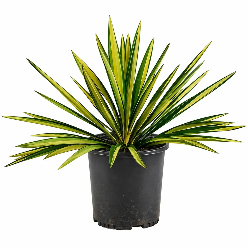 Нишковидна юка 40-50см / Yucca filamentosa 'Color Guard'