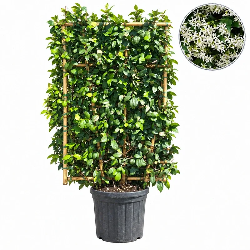 Жасмин звездовиден Стена 150см / Trachelospermum (Rhynchospermum) jasminoides Espalier