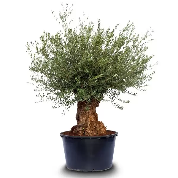 Маслина 200-220см / Olea europaea