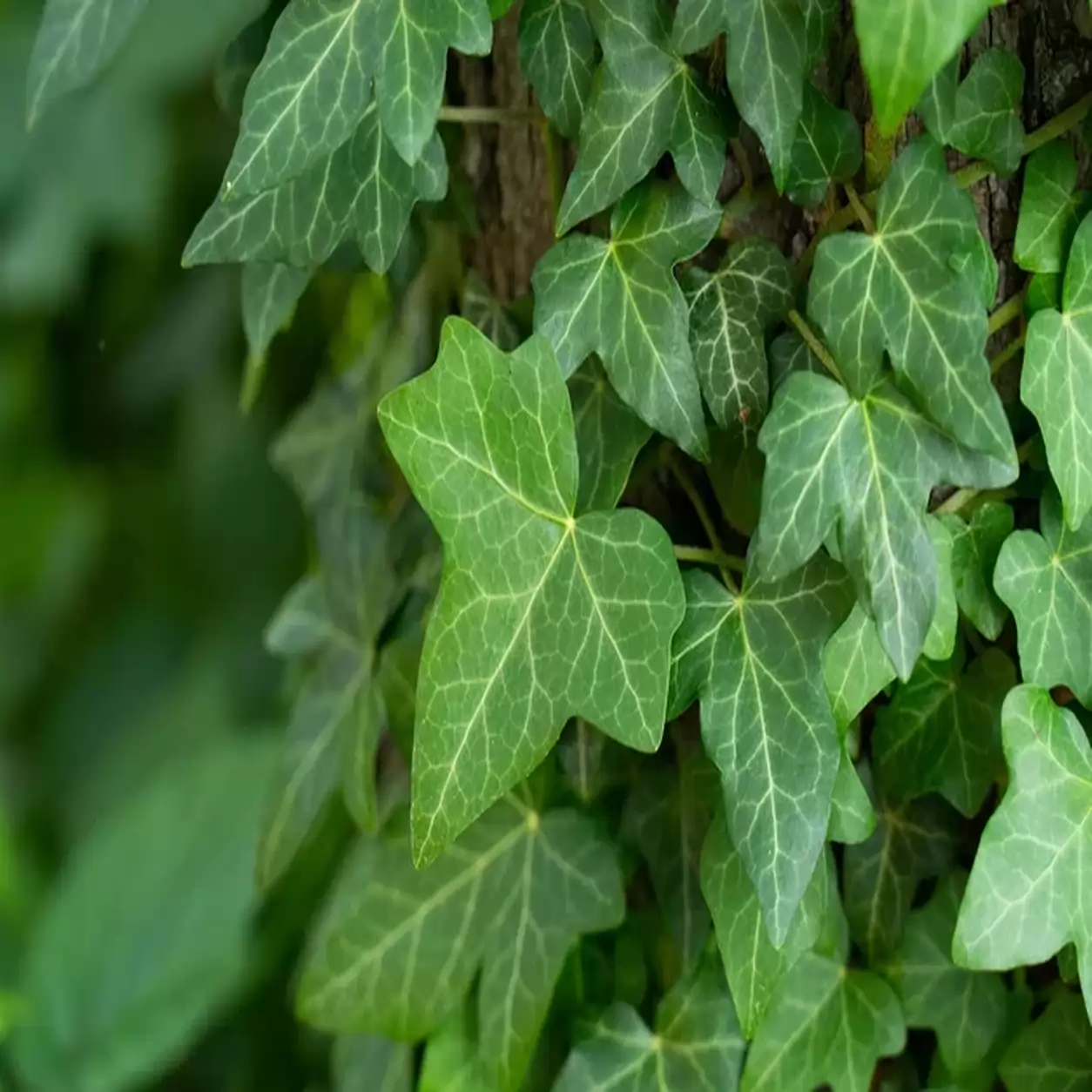 Бръшлян 80-100см / Hedera helix