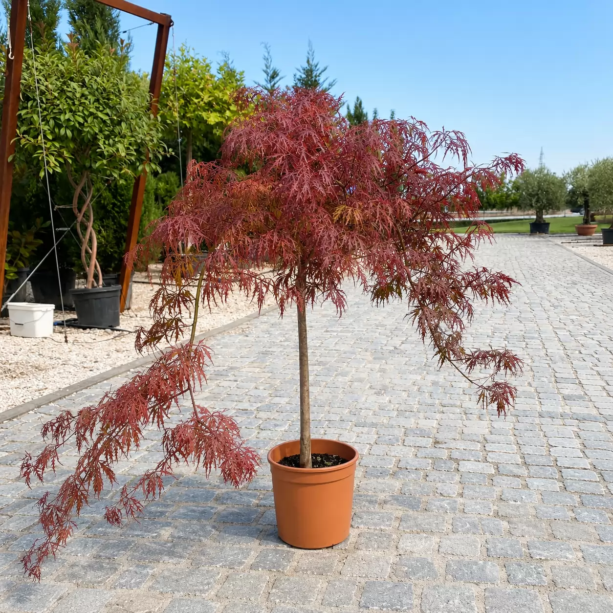 Японски клен Стъбло 50см Корона 30-35см / Acer palmatum 'Dissectum Garnet'