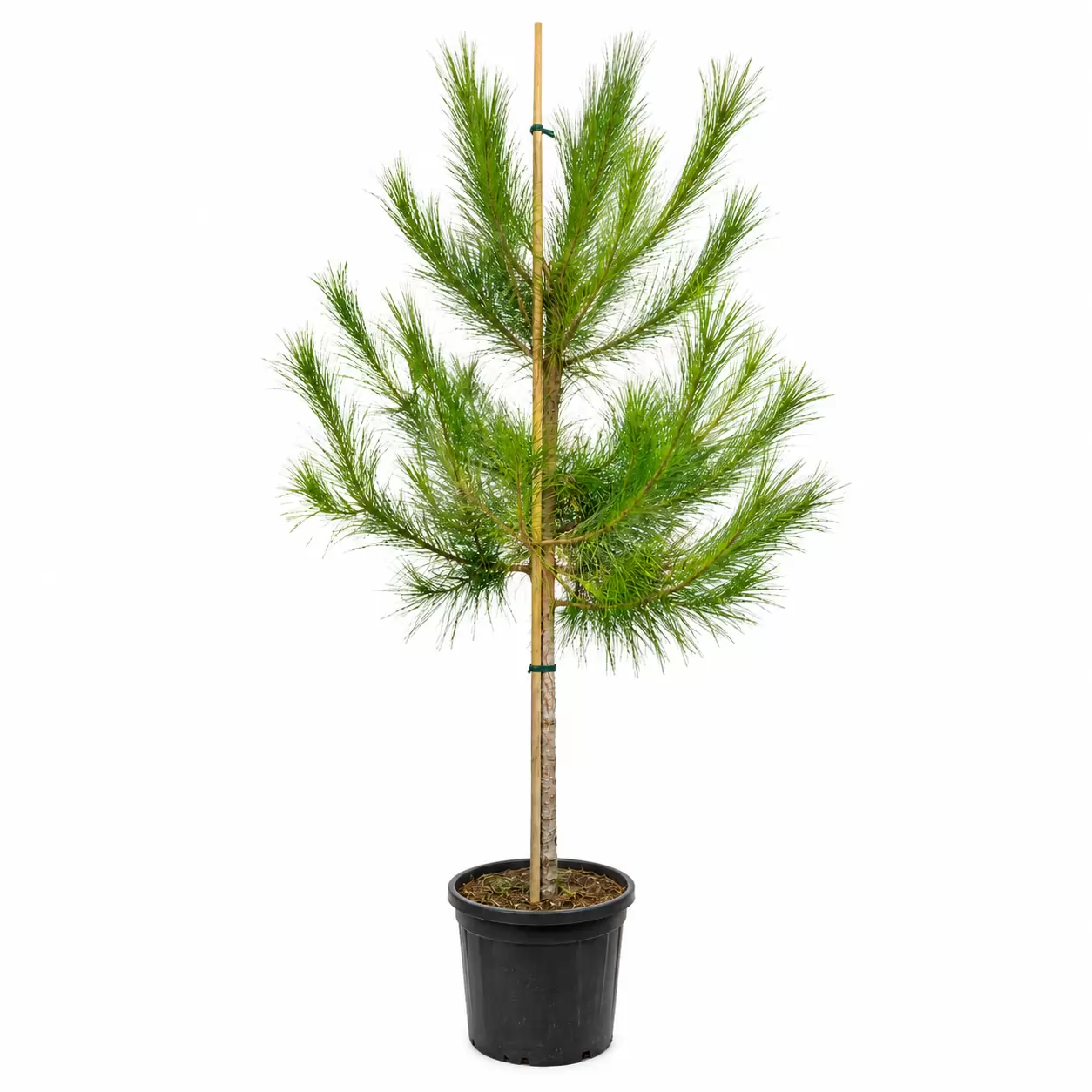 Пиния Об. 4-6см / Pinus pinea
