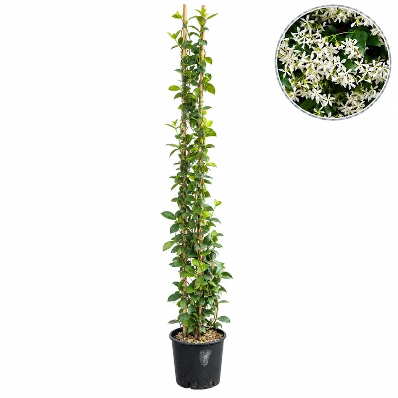 Trachelospermum (Rhynchospermum) jasminoides 200-220cm