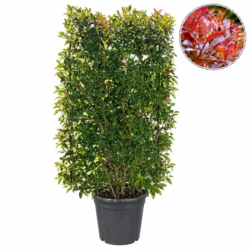 Photinia x fraseri 'Red Robin' Espalier 180x120cm