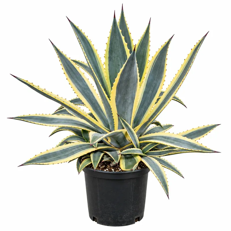 Агаве пъстролистно 50-60см / Agave americana 'Variegata'