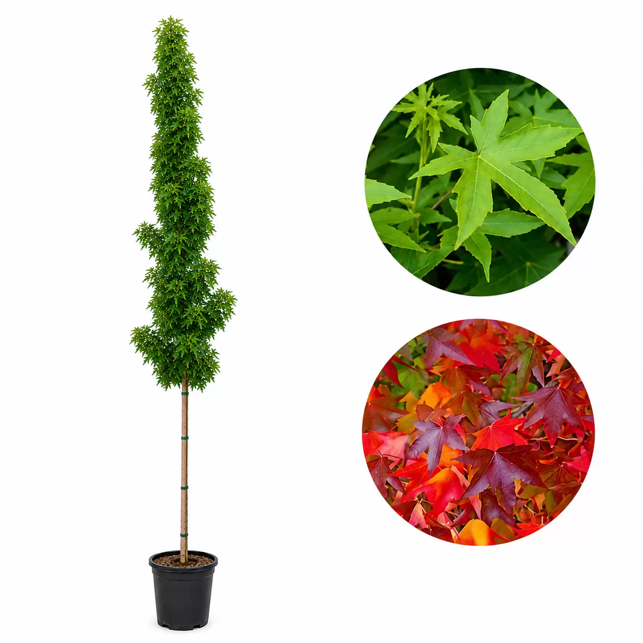 Ликвидамбър колоновиден Об. 10-12см / Liquidambar styraciflua 'Slender Silhouette'