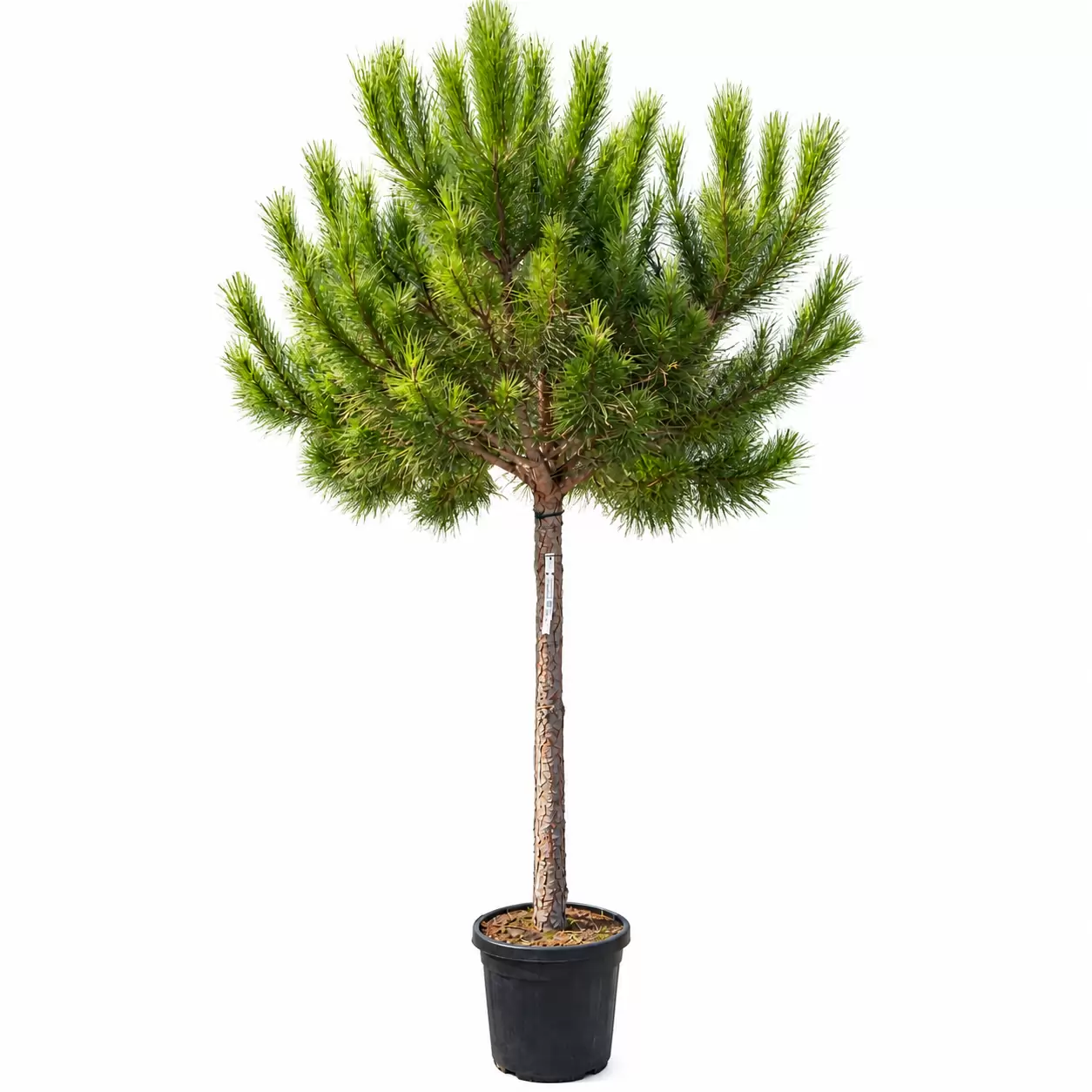 Пиния Об. 14 / Pinus pinea