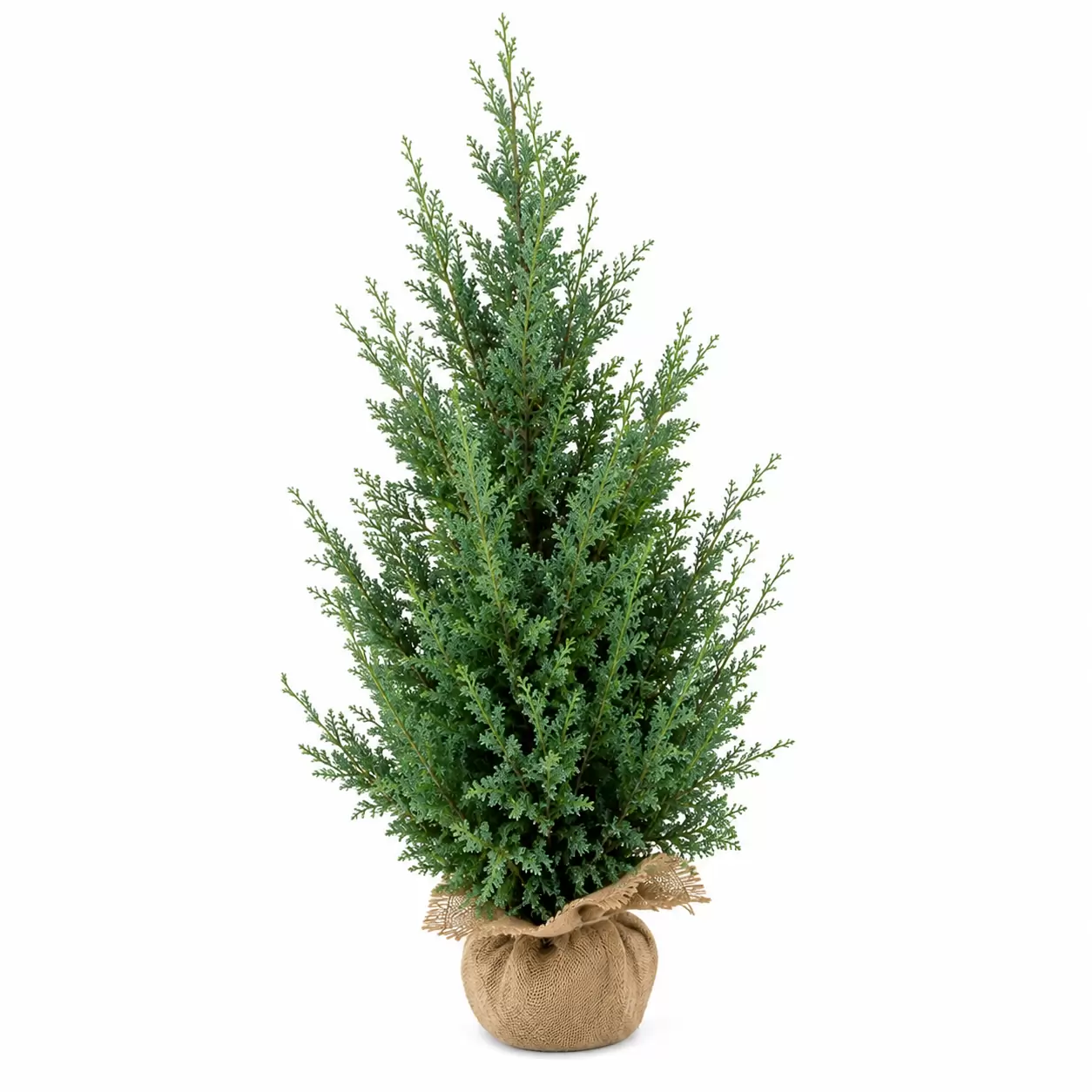 Лъжекипарис лавзонов 100-125см / Chamaecyparis lawsoniana 'Van Pelt's Blue'