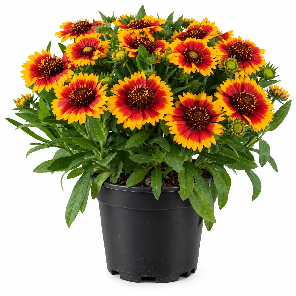 Гайлардия 10-15см / Gaillardia aristata Guapa 'Flamenco Bicolor'